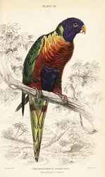 レインボーロリキート、Trichoglossus moluccanus