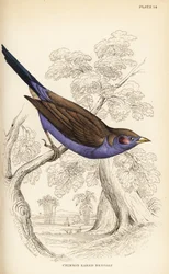 赤い頬のコルドンブルー、Uraeginthus bengalus
