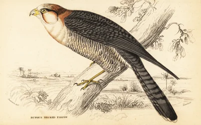 赤首のハヤブサ、Falco chicquera ruficollis