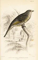 アカショウビン、メス、Campephaga phoenicea