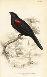 アカショウビン、オス、Campephaga phoenicea