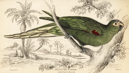 ベニイロコンゴウインコ（Diopsittaca nobilis