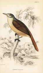 アカオハイイロヒヨ、またはキノボリハイイロヒヨ、Phyllastrephus scandens