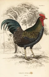 レッドジャングルファウル、Gallus gallus javanicus