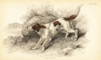 セッター（Canis lupus familiaris）（カニス・インデックス
