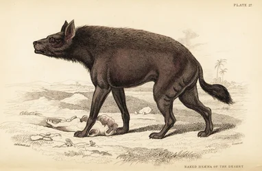 シマハイエナ、Hyaena hyaena（砂漠の裸のハイエナ、Hyaena vulgaris
