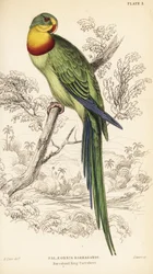 スーパータイプのオウム、Polytelis swainsonii