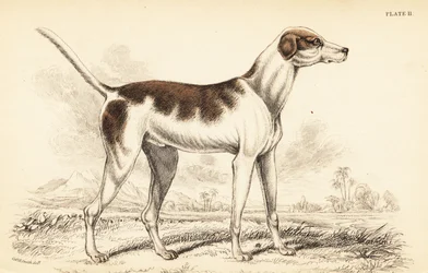 オリエンタルハウンド（Canis lupus familiaris）は