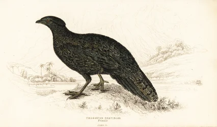西洋トラゴパンまたは西洋ホーンテッド・トラゴパン、メス、Tragopan melanocephalus
