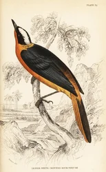 メジロロコバンザメ、Cossypha albicapilla（レッサーメジロコバンザメ、Petrocincla albicapilla