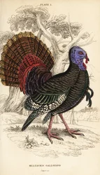 野生の七面鳥、オス、Meleagris gallopavo