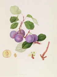 ラロワイヤルプラム、1815