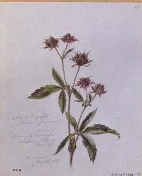ブレントウッドで描かれたマーシュ・シンクフォイル（Marsh Cinquefoil