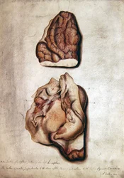 脳の研究 III, c.1850 (水彩・紙)