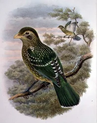 Ailuroedus Crassirostris, Green Catbird (カラーリトグラフ)