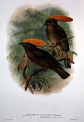 Amblyornis Flavifrons（カラーリトグラフ