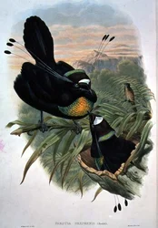 Arfak Six-wired Bird of Paradise (カラーリトグラフ)