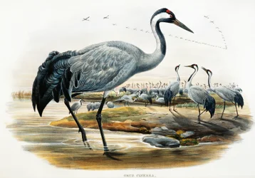 鶴（Grus cinerea）、リトグラフ、「Birds of Great Britain」より