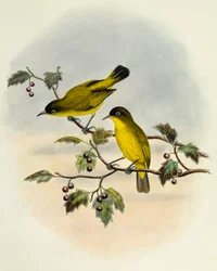 金色に輝くメジロ（Zosterops uropygialis）、ウィリアム・マシュー・ハート（1830-1908）による彫刻、イギリス