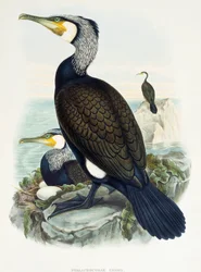 グレートコーモラン（Phalacrocorax carbo）、リトグラフ、「Birds of Great Britain」より