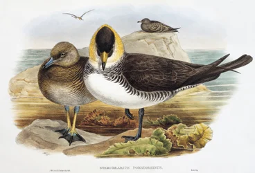 Pomarine Jaeger (Stercorarius pomarinus) リトグラフ 「Birds of Great Britain」より