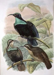 Ptiloris Paradiseus, Rifle Bird of Paradise (カラーリトグラフ)