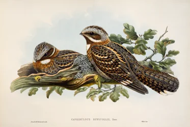 Red-necked Nightjar (Caprimulgus ruficollis), リトグラフ, Birds of Great Britainより