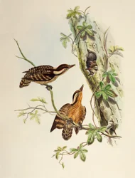スンダ・ウッドペッカー（Dendrocopos moluccensis）、リトグラフ、「Birds of Asia」より