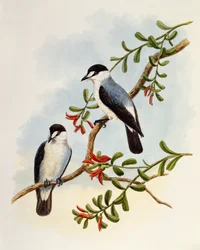 トレント・ロビン（Monachella muelleriana）、ウィリアム・マシュー・ハート（1830-1908）による彫刻、イギリス