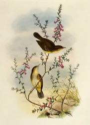 白い斑点のあるヒタキ（Pseudogerygone notata）、ウィリアム・マシュー・ハート（1830-1908）による彫刻、イギリス