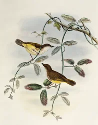 イエローベルド・ゲリゴネ（Gerygone chrysogaster）、リトグラフ、「アジアの鳥」より