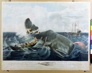 J.ヒルによって刻まれたマッコウクジラの捕獲、1835年公開
