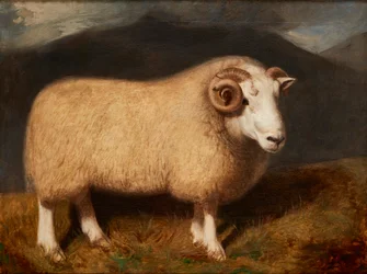 Cheviot Ram（キャンバスに油彩）