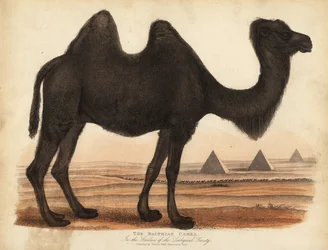 バクトリア・ラクダ（Camelus bactrianus）。