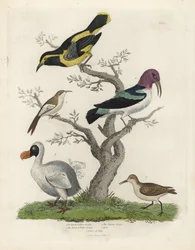 黒と黄色のキバシリ、茶色と白のキバシリ、カイエンキバシリ、Dacnis cayana、ドードー、Raphus cucullatus、パレまたはスティント、Calidris alpina。ウィリアム・スメリーの『Natural Histo』に掲載された作者不明の手彩色銅版画