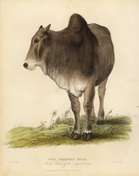 ブラフマ種のゼブ牛（Bos taurus indicus）。