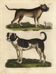 犬の品種、Canis lupus familiaris。
