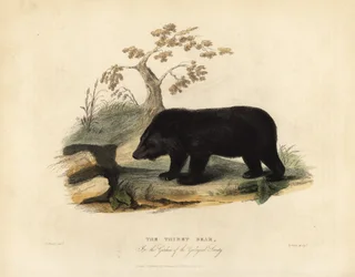 ヒマラヤのツキノワグマ（Ursus thibetanus laniger）。