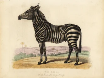 平原のシマウマ、Equus quagga。
