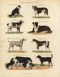 便利な家庭犬、Canis lupus familiaris。