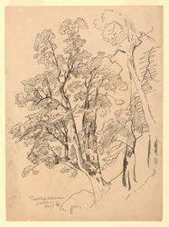 葉の研究、Trachselwald、ベルン、スイス