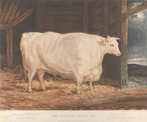 The Durham White Ox / Of the paranneltu Tees Water Breed, / kirjoittanut John Nesham, Esqr. / Kasvattu ja ruokittu / Houghton le Springistä, Durhamista