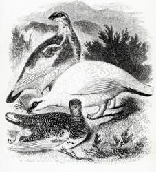 ターミガン、ウィリアムヤレルによる「英国の鳥の歴史」のイラスト、1843年に初公開