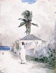 道沿い、バハマ、1885