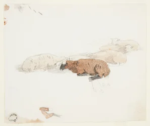 羊の休息