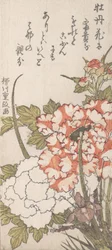 牡丹とアイリス 18-19世紀