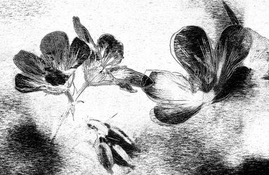 優雅な花の素描