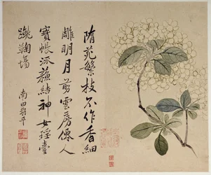 紫陽花、10枚の葉のアルバムから