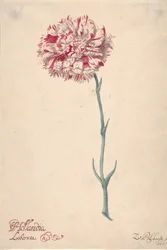 カーネーション・ホランダ・リベラータ 1675年