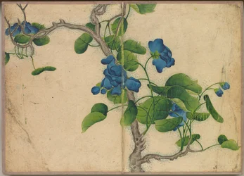 デスクアルバム：青い花を登る花と鳥の絵画、18世紀。